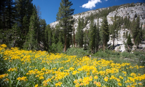 Pacific Crest Trail California Wildflowers