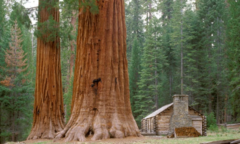 Mariposa Sequoia Grove in Yosemite National Park
