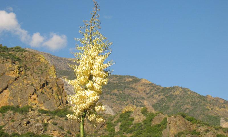 Kings Canyon National Park
