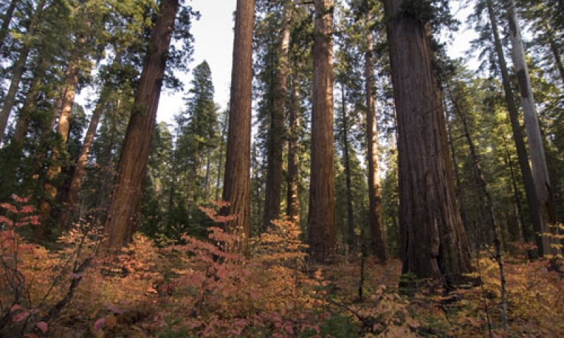 Calveras Big Trees State Park