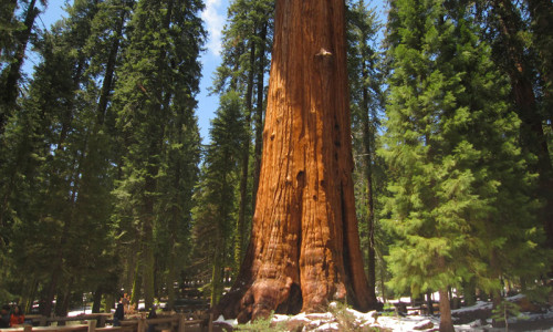 Sequoia NP