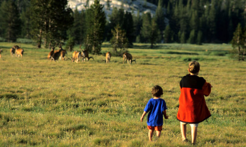 Tuolumne Meadows